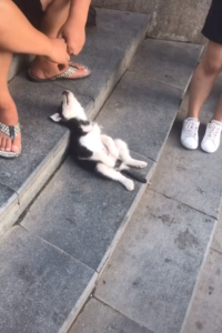 killer