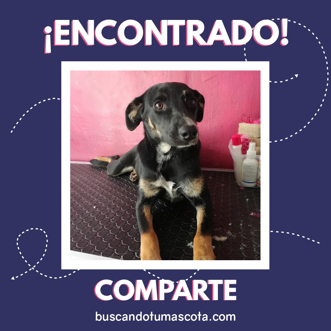 Negrita