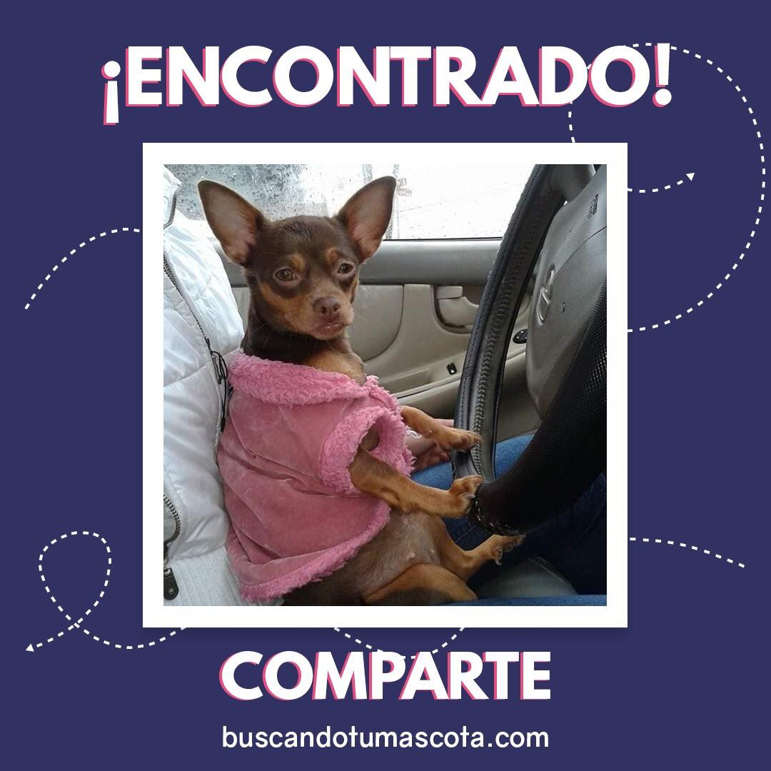 Fanny-Chihuahua